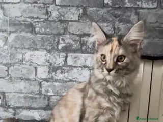 Maine Coon gatti Cucciolo di Maine Coon, genitori testati - Annuncio 1