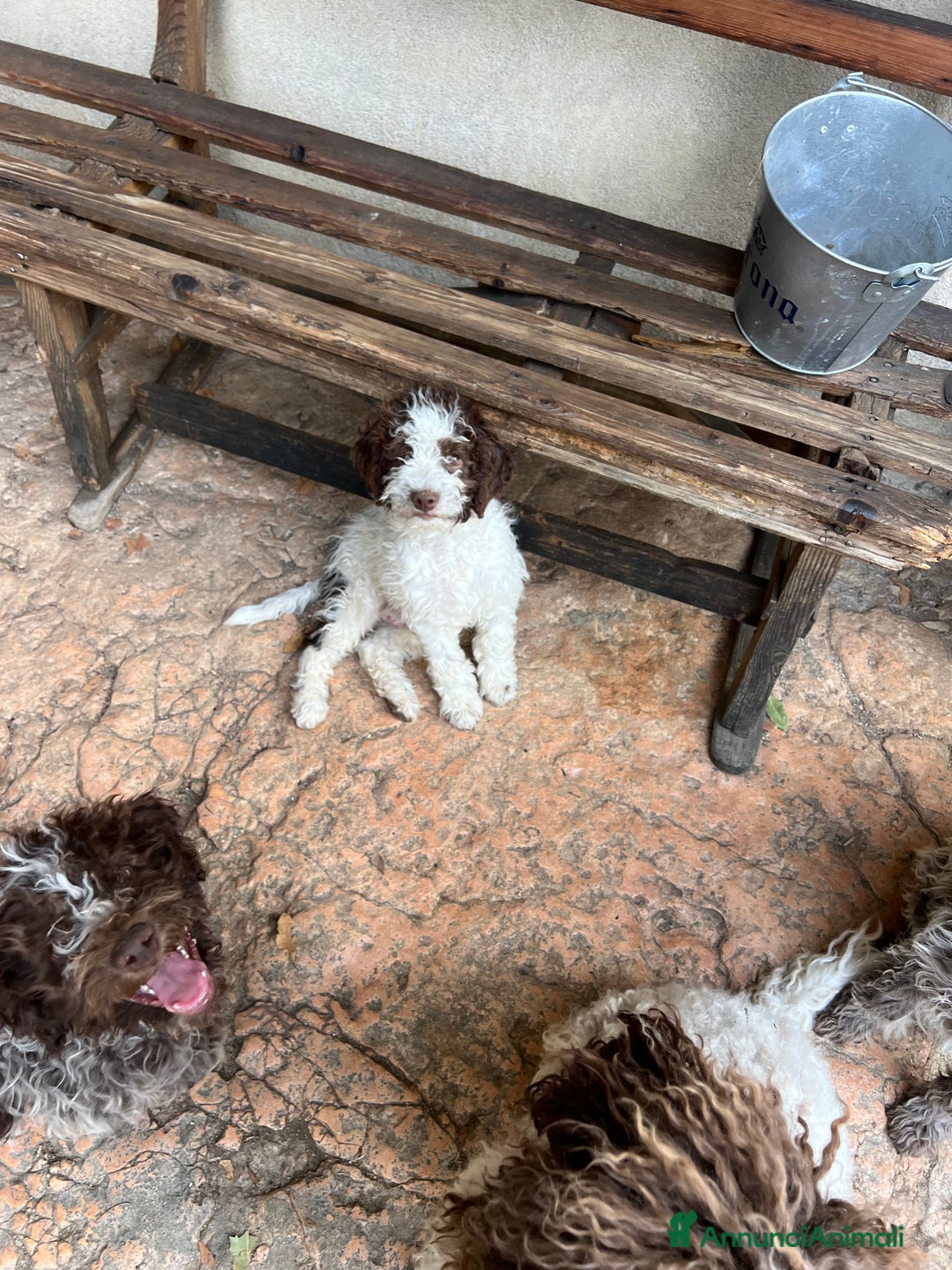 Lagotto cani in vendita: Lagotto Romagnolo maschio a Provincia di Verona - Immagine 4