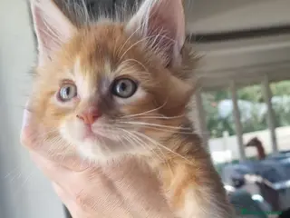 Maine Coon gatti Mainecoon pedigree ANFI - Annuncio 24