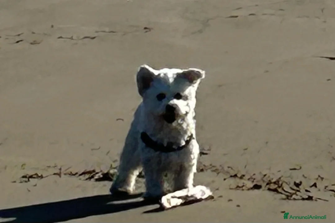 Bichon cani per accoppiamento: Cerco Cagnolina per accoppiamento  - Annuncio 5