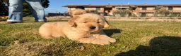 Golden Retriever cani in vendita: Golden retriever americano  - Annuncio 2