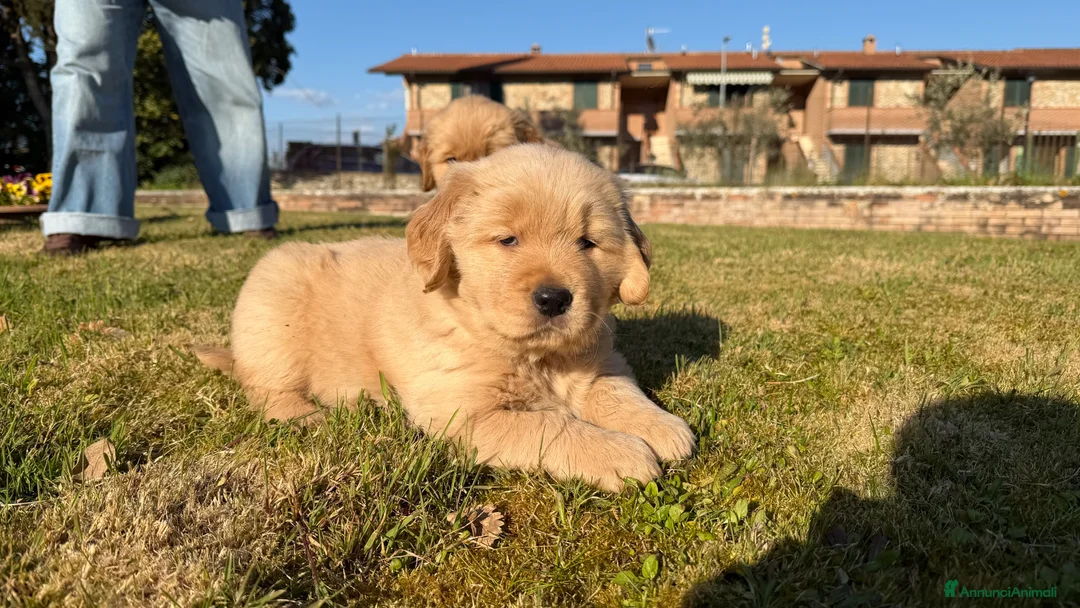 Golden Retriever cani in vendita: Golden retriever americano  - Annuncio 2