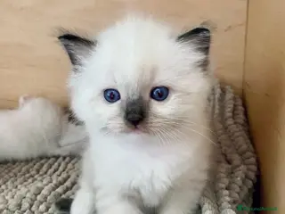 Ragdoll gatti Cuccioli Ragdoll con Pedigree - Annuncio 26