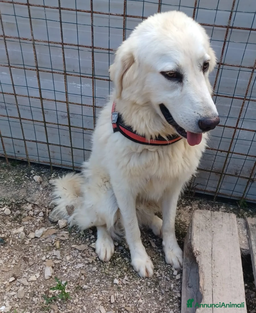 Meticcio cani in regalo: LO SPLENDIDO LUCKY ASPETTA TE - Annuncio 2