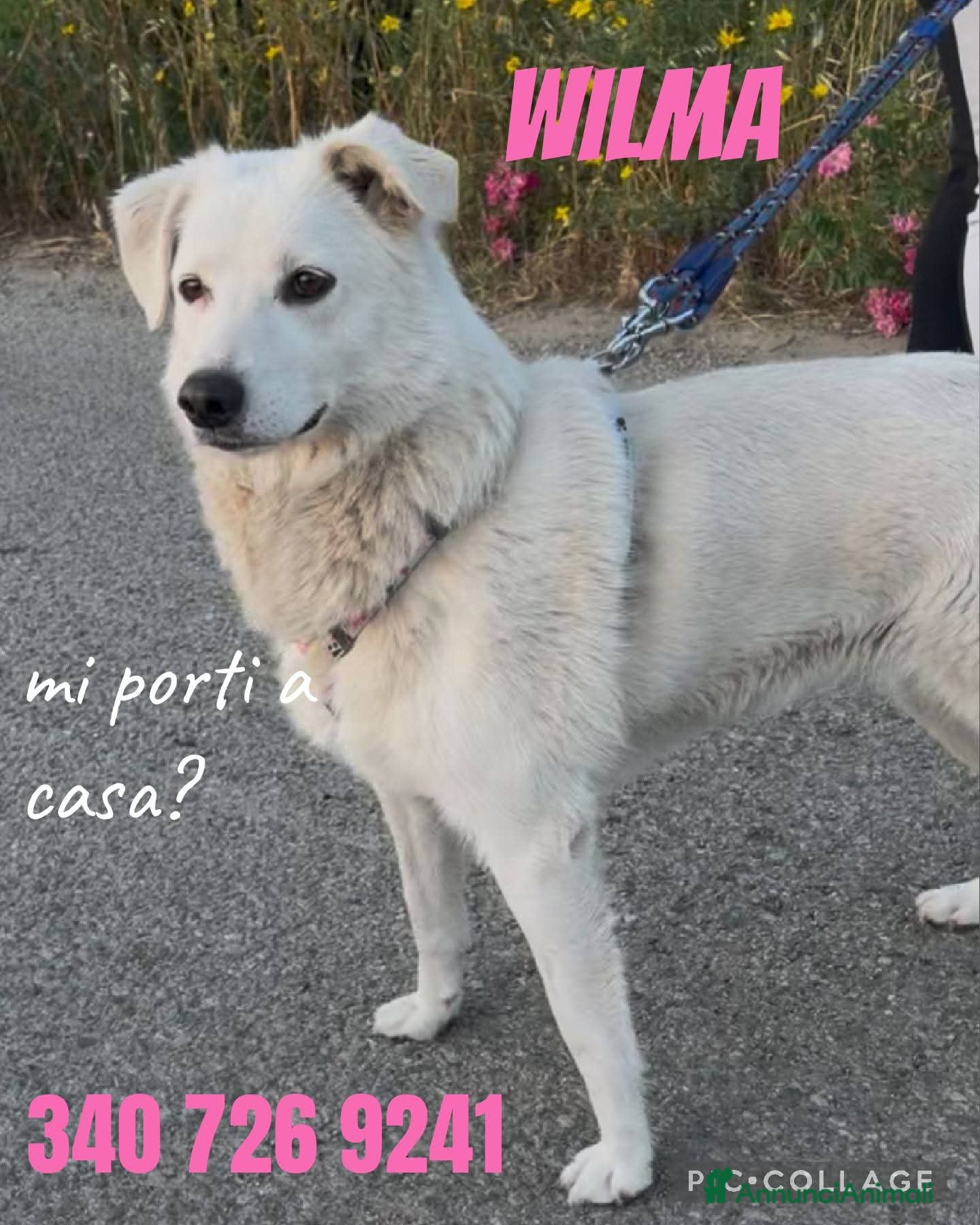 Meticcio cani Wilma  - Annuncio 3