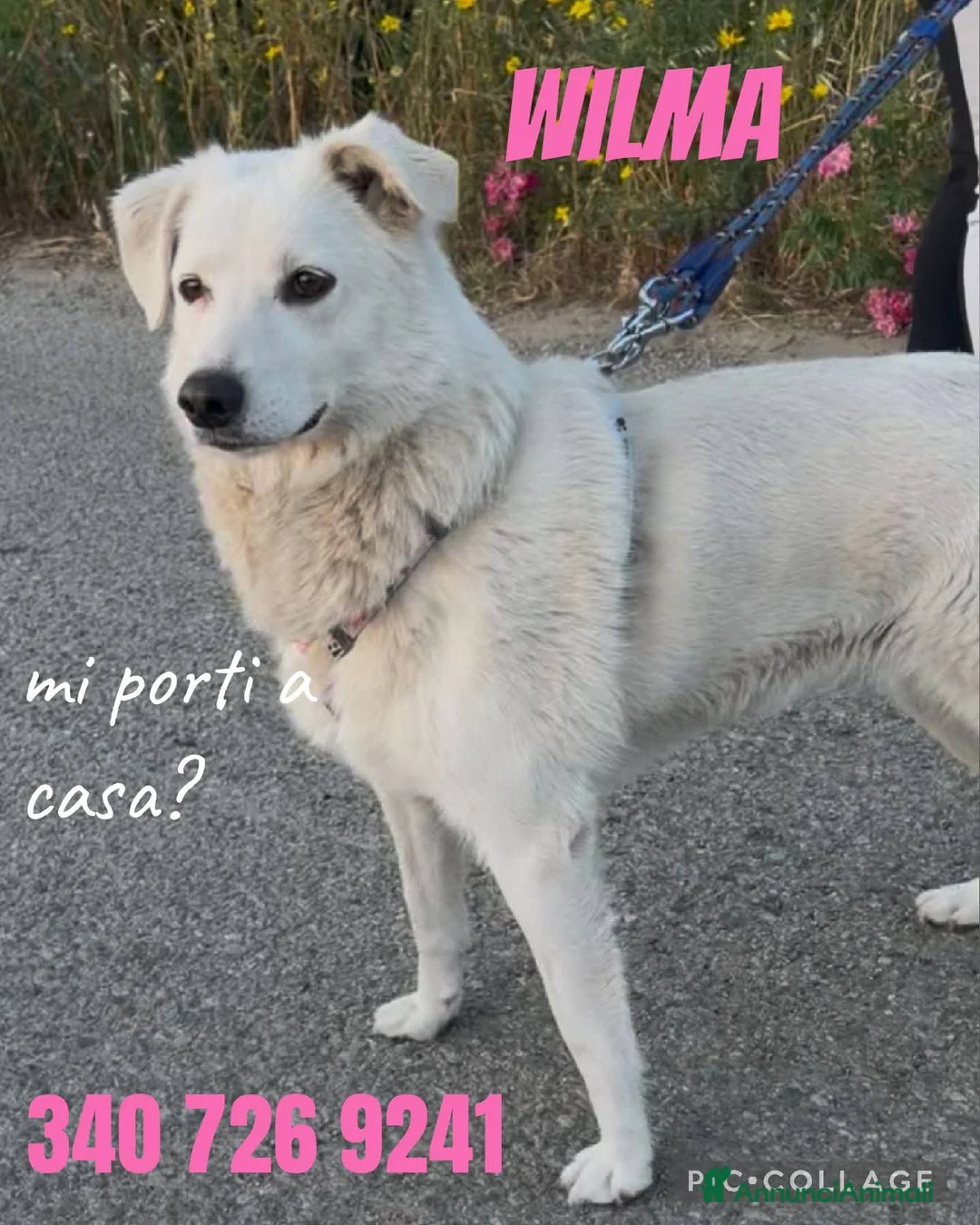 Meticcio cani in regalo: Wilma  - Annuncio 1