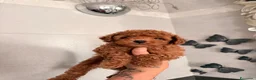 Barboncino cani in vendita: Cuccioli di barboncino  - Annuncio 4