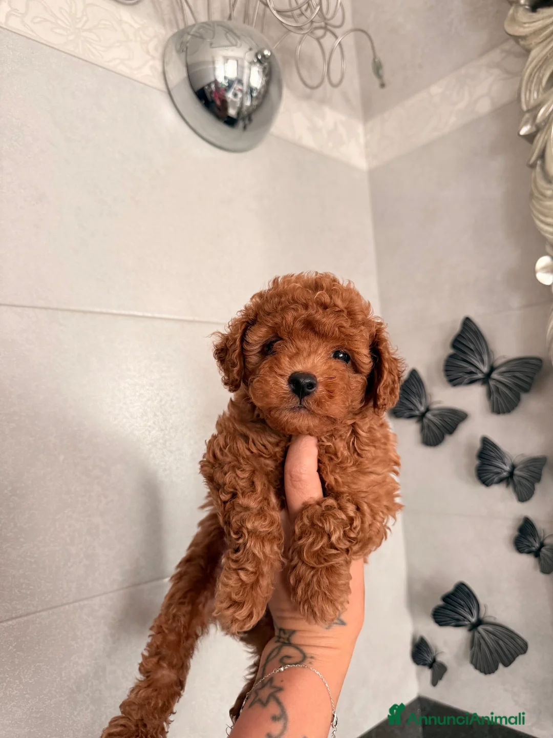 Barboncino cani in vendita: Cuccioli di barboncino  - Annuncio 4