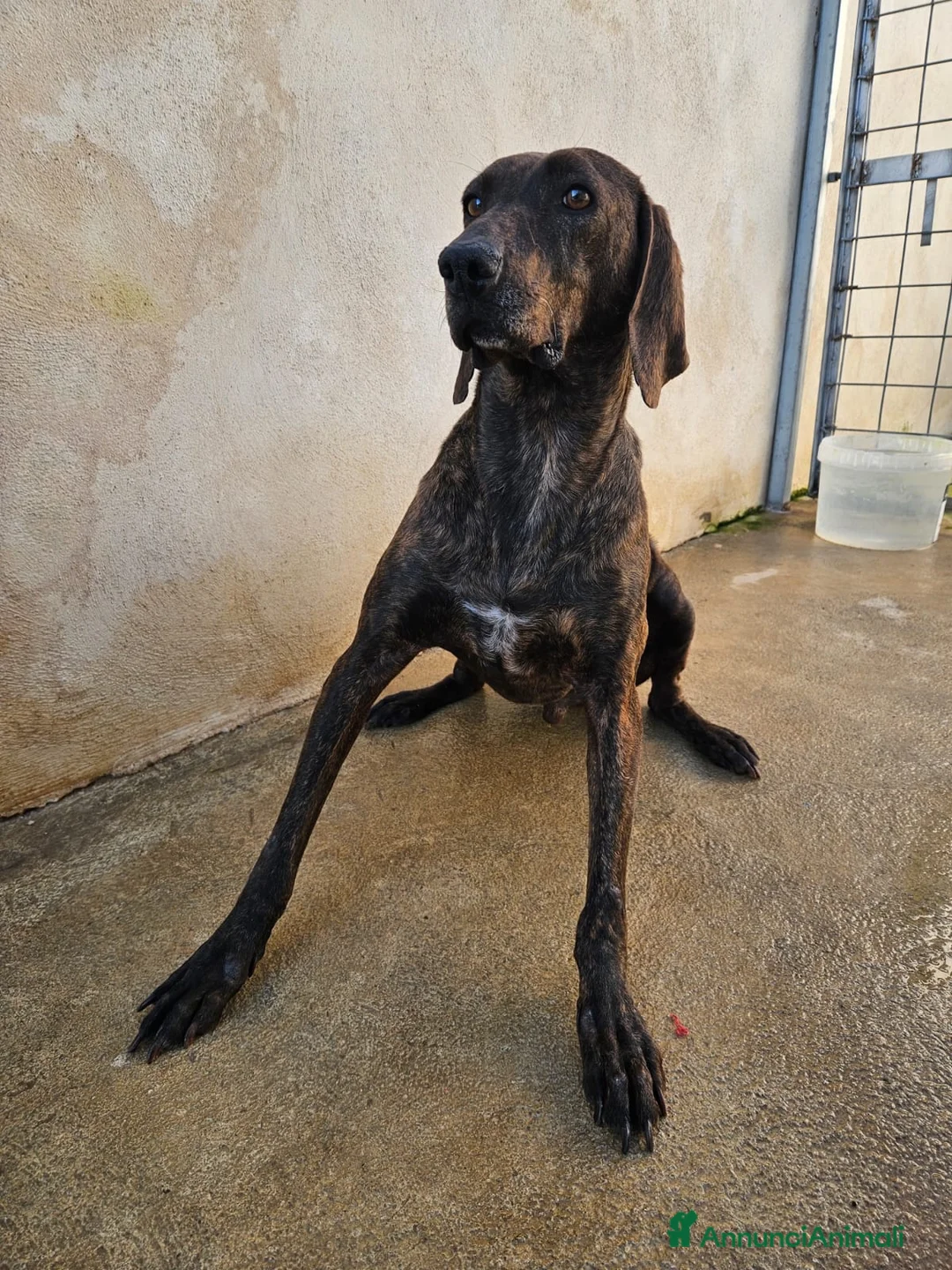 Bracco cani in regalo: Michele: adozione del cuore - Annuncio 15