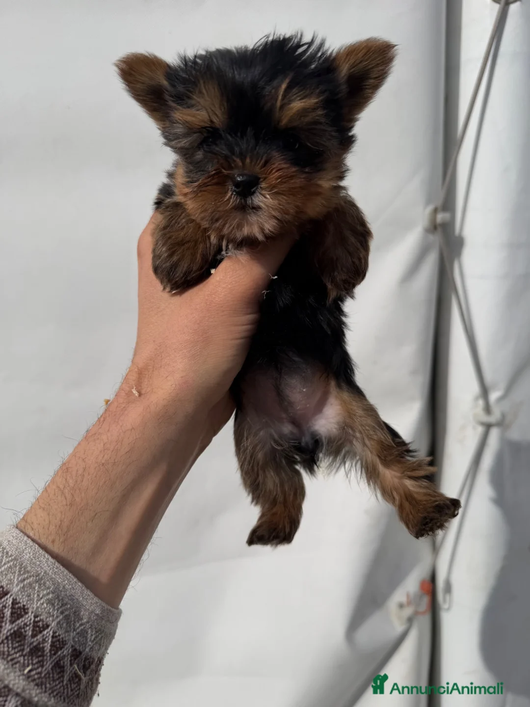 Yorkshire cani in vendita: Cuccioli di Yorkshire Toy  - Annuncio 2