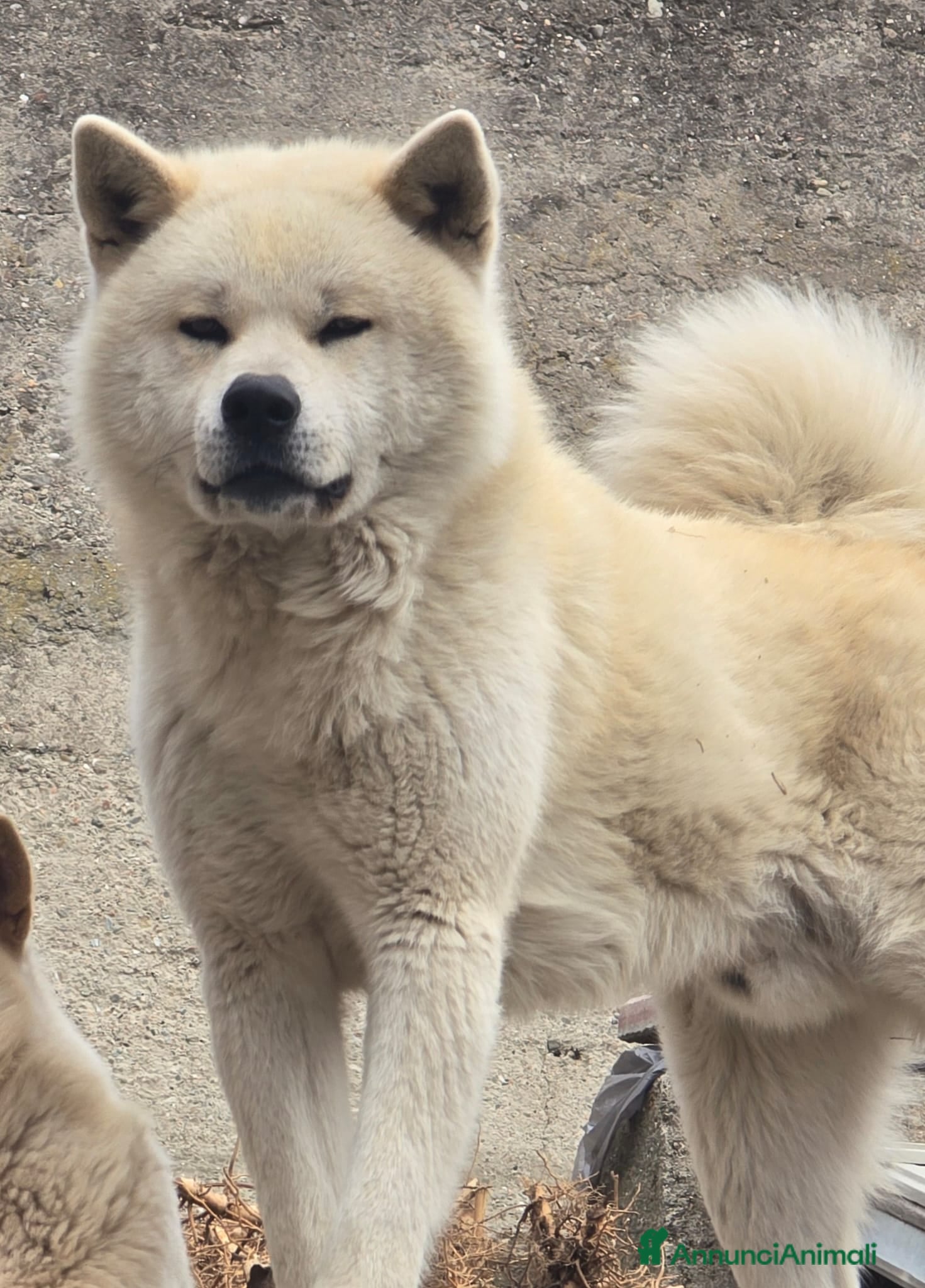 Akita Inu cani Akita Inu 3 anni – cerca nuova famiglia - Annuncio 2