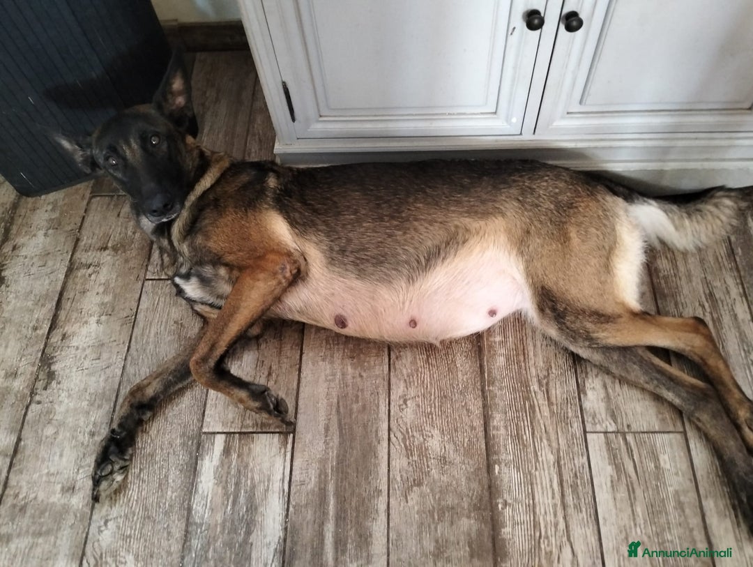 Pastore Belga cani in vendita: Cuccioli pastore belga Malinois con Pedigree ENCI - Annuncio 10