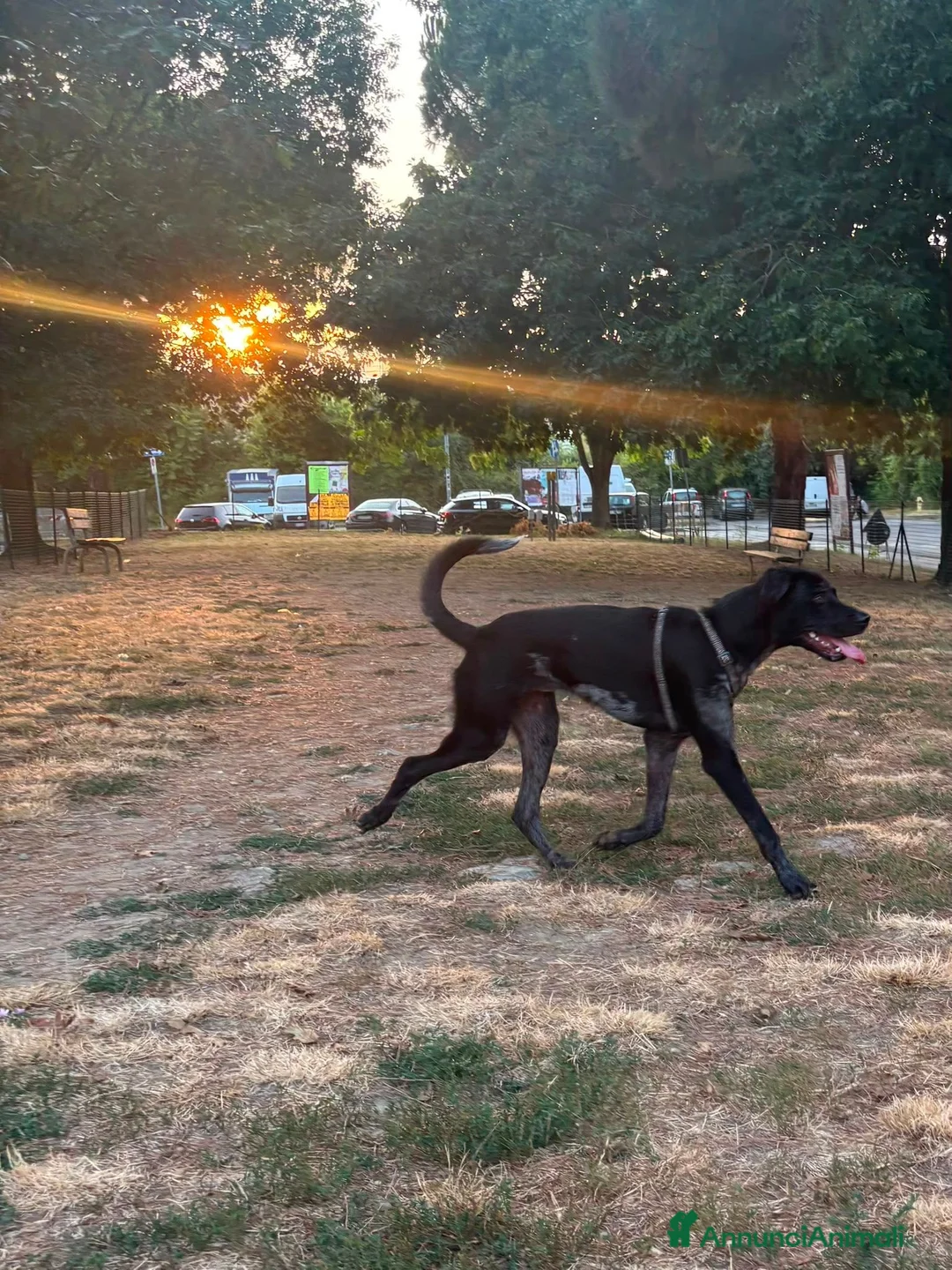 Meticcio cani in regalo: Regalo cucciolone di 1 anno a Città Metropolitana di Firenze - Annuncio 2