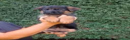 Pastore Tedesco cani in vendita: cuccioli di pastore tedesco - Annuncio 2