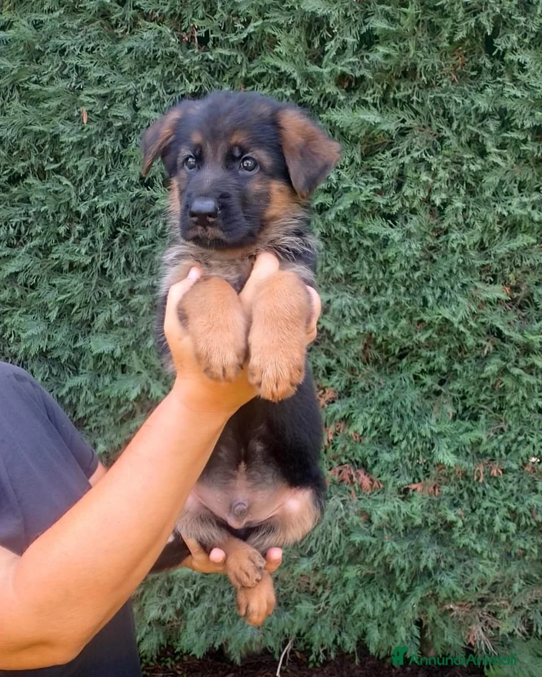 Pastore Tedesco cani in vendita: cuccioli di pastore tedesco - Annuncio 2