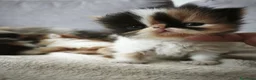 Persiano gatti in vendita: Gattini persiani  - Annuncio 5