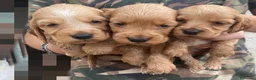 Cocker cani in vendita: cocker a Libero consorzio comunale di Siracusa - Annuncio 1