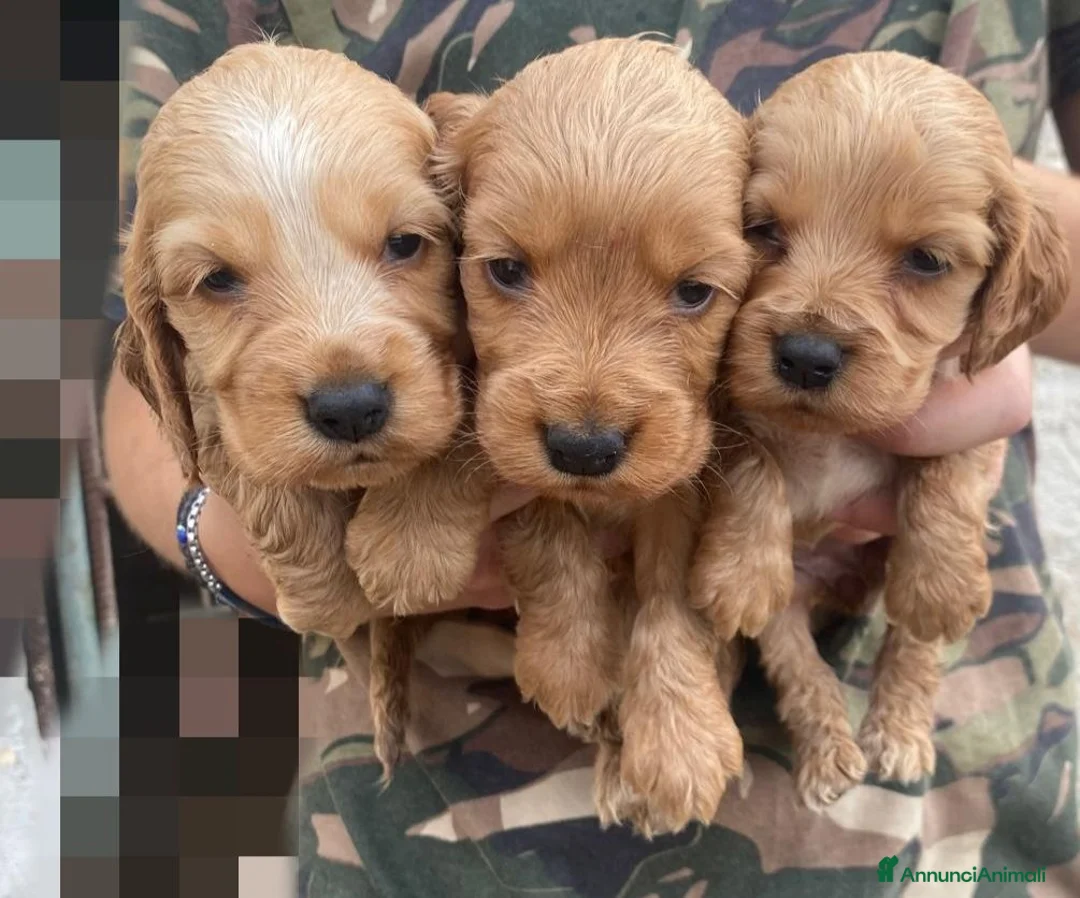 Cocker cani in vendita: cocker a Libero consorzio comunale di Siracusa - Annuncio 1