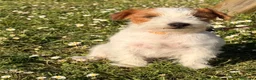 Jack Russell cani in vendita: Maschio pelo ruvido - Annuncio 1