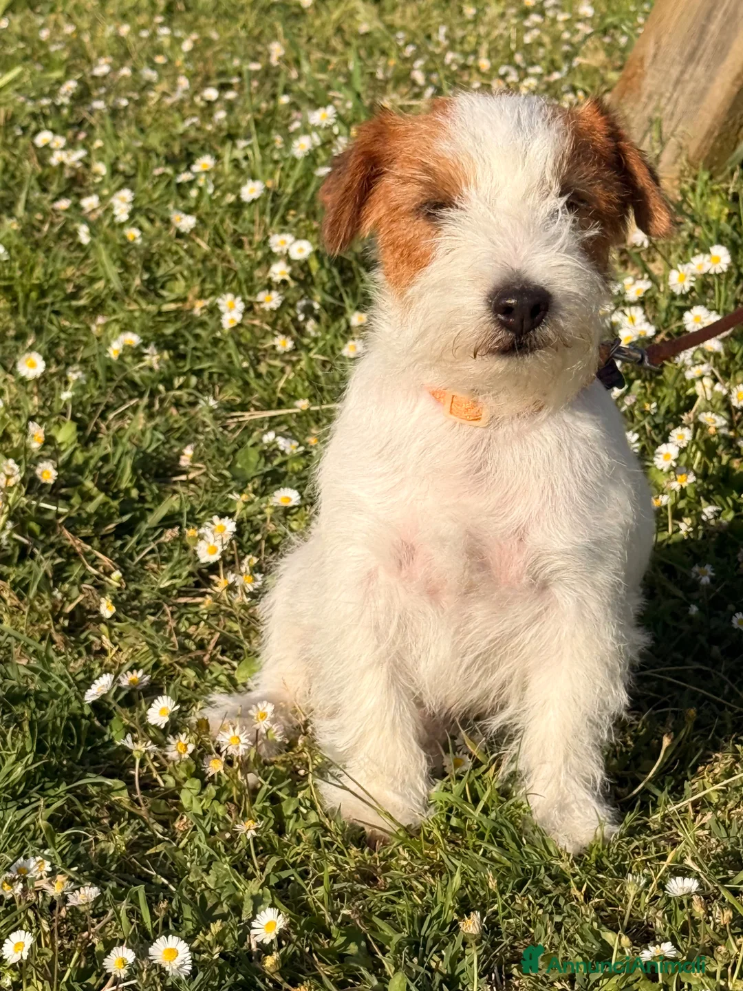 Jack Russell cani in vendita: Maschio pelo ruvido - Annuncio 1