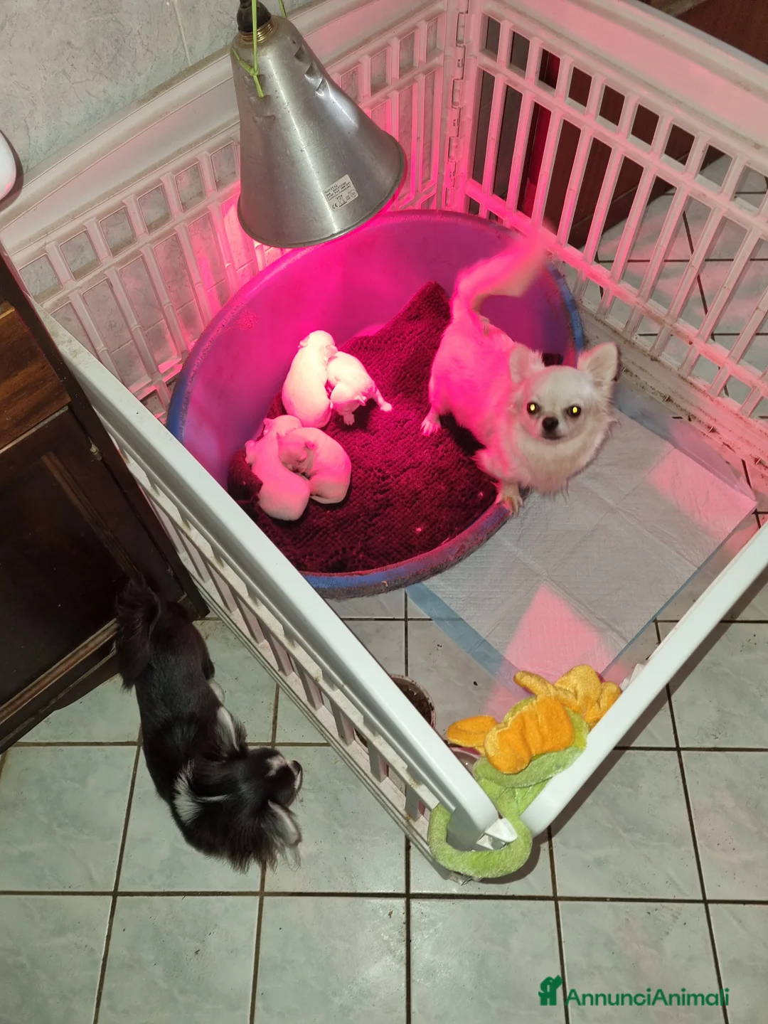 Chihuahua cani in vendita: Cuccioli di chihuahua toy  - Annuncio 15