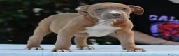 American Bully cani in vendita: American Bully XL. - Annuncio 9