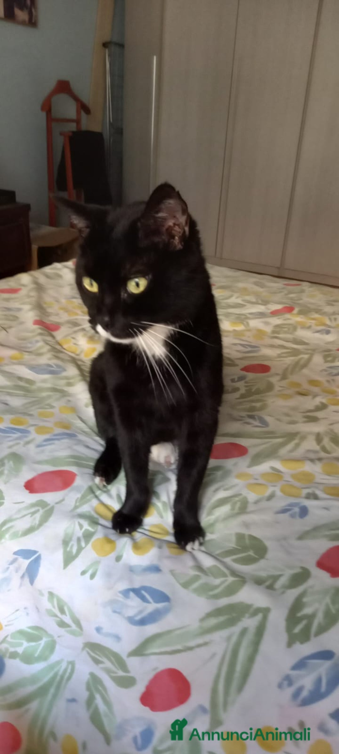 Meticcio gatti in regalo: Andy e Topina cercano una nuova casa - Annuncio 1