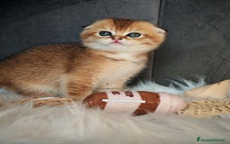 Scottish gatti in vendita: Scottish Fold - Immagine 2