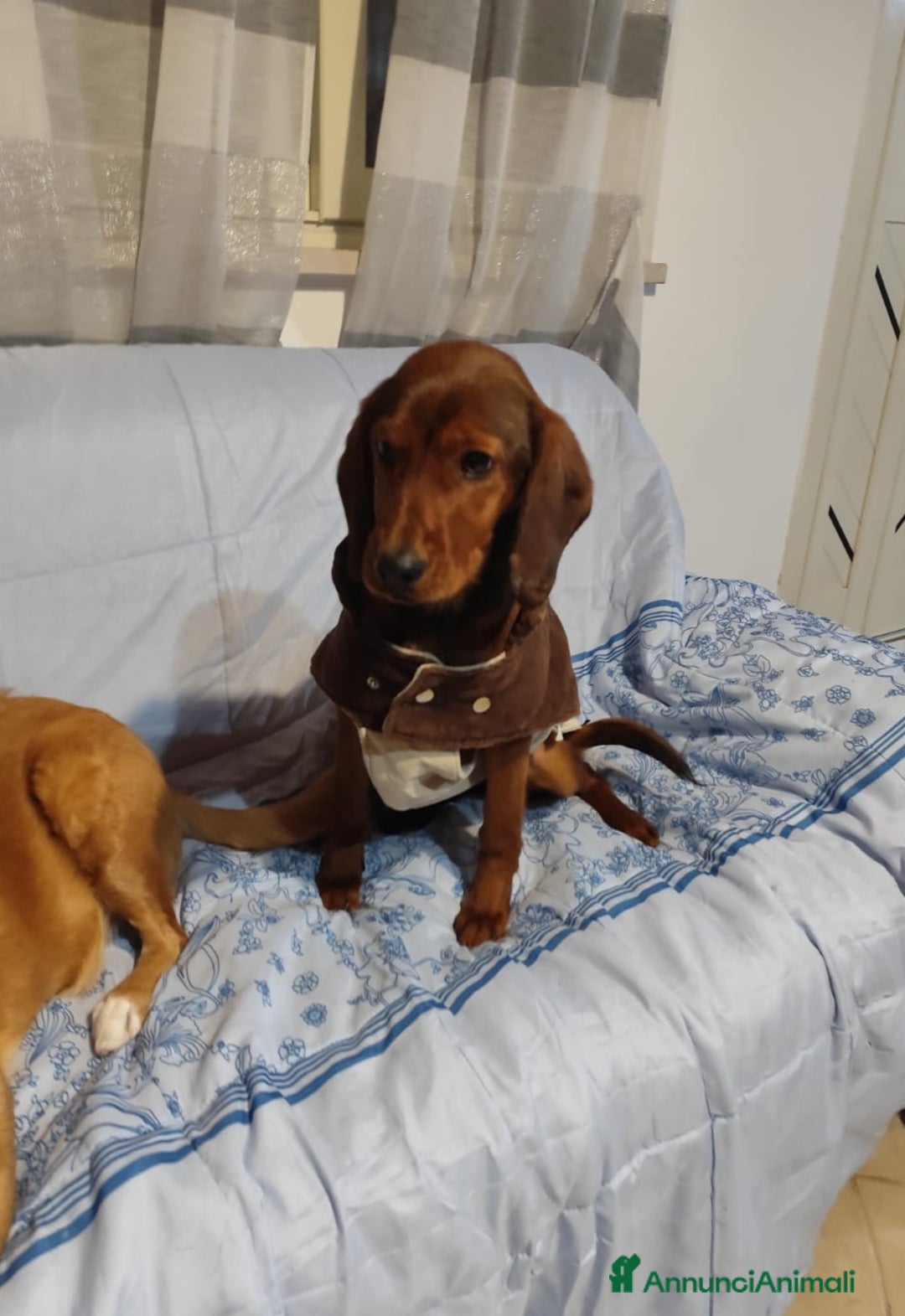 Meticcio cani in regalo: GIUGGIOLA 1 anno taglia piccola  - Annuncio 3