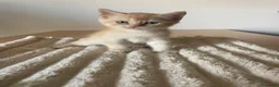 Scottish gatti in vendita: Gattini scottish - Annuncio 8