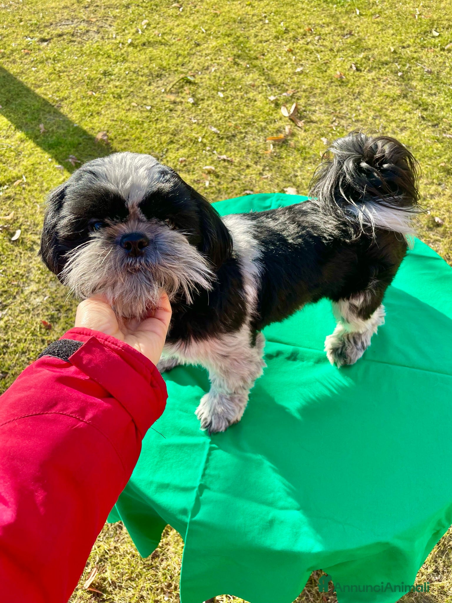 Shih Tzu cani ShihTzu cucciolone - con rimborso spese - Annuncio 1