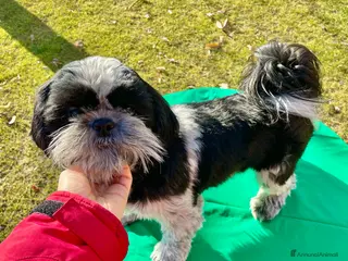 Shih Tzu cani ShihTzu cucciolone - con rimborso spese - Annuncio 1