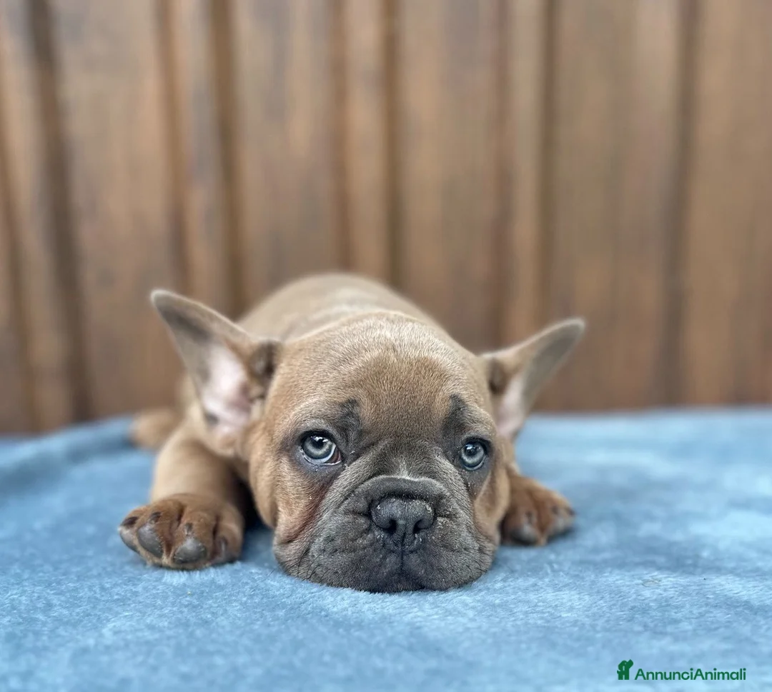 Bulldog Francese cani in vendita: Bulldog francesi cuccioli - Annuncio 5