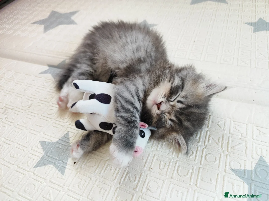 Siberiano gatti in vendita: Cucciola siberiana in vendita  - Annuncio 2