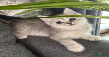 British gatti a Città Metropolitana di Firenze - Annuncio 8