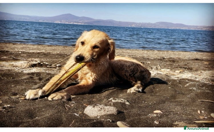 Golden Retriever cani a Città metropolitana di Roma Capitale - Annuncio 5