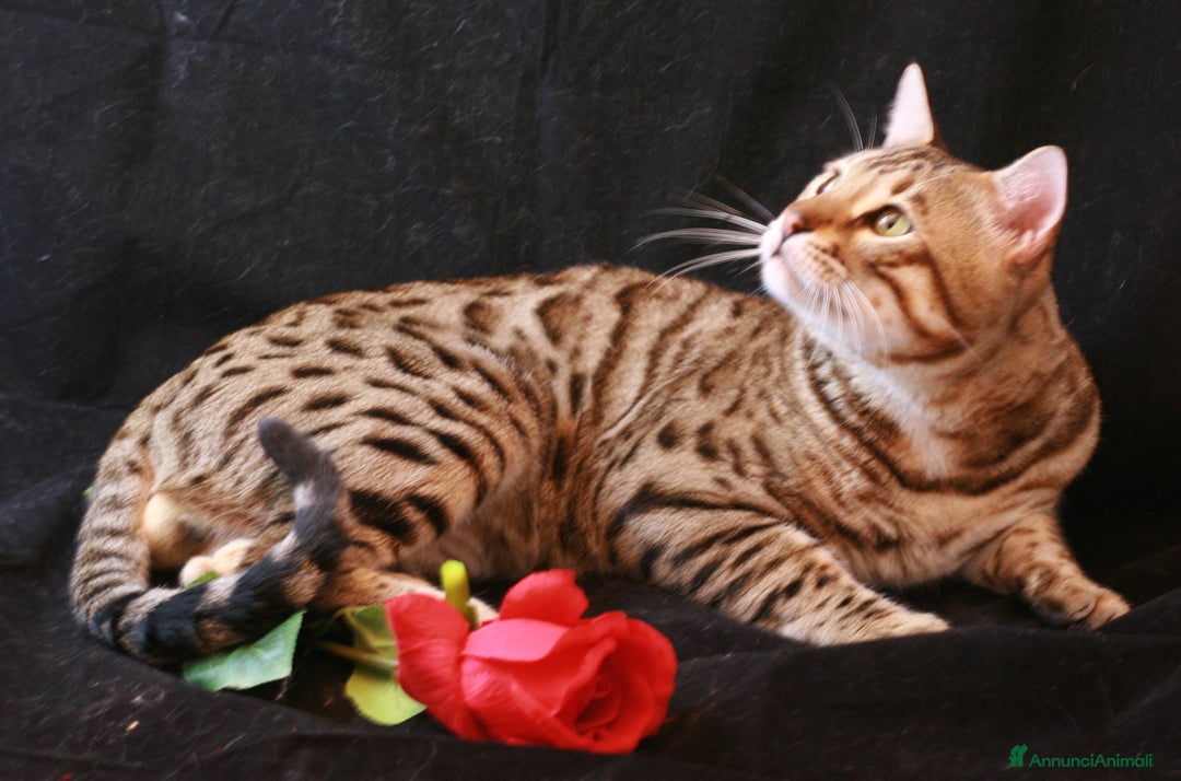 Immagine della galleria {{count}}