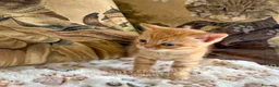 Scottish gatti in vendita: Cuccioli Scottish Fold e Straight con Pedigree - Annuncio 15