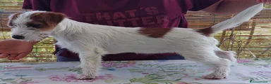 Jack Russell 2