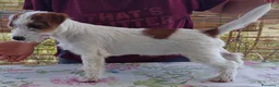 Jack Russell cani in vendita: Jack Russell Terrier femmine - Annuncio 1