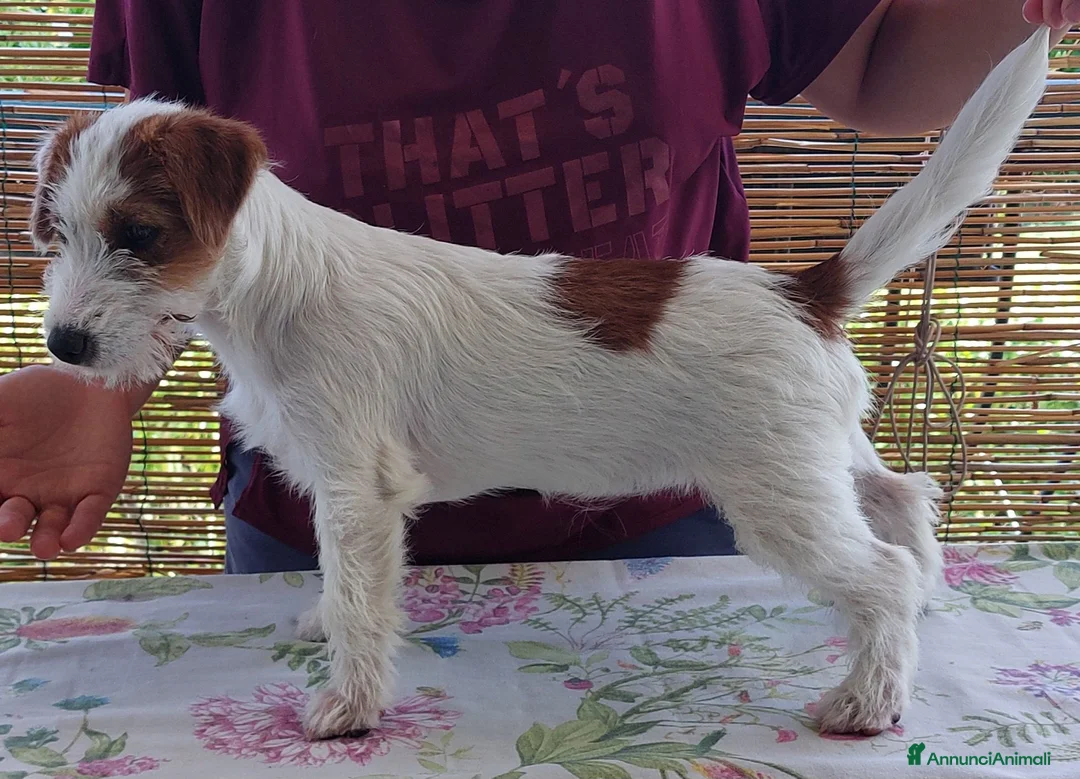 Jack Russell cani in vendita: Jack Russell Terrier femmine - Annuncio 1