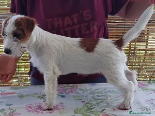 Jack Russell cani Jack Russell Terrier femmine - Annuncio 6