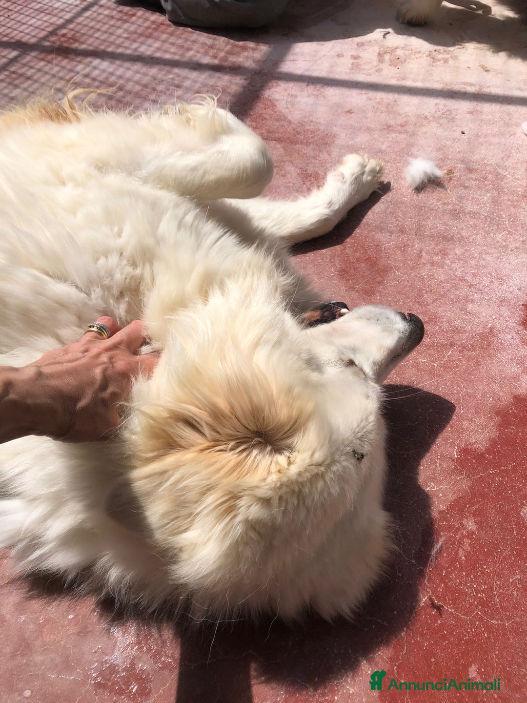Pastore Maremmano cani in regalo: Splendida coppia di maremmani a Provincia di Viterbo - Immagine 5