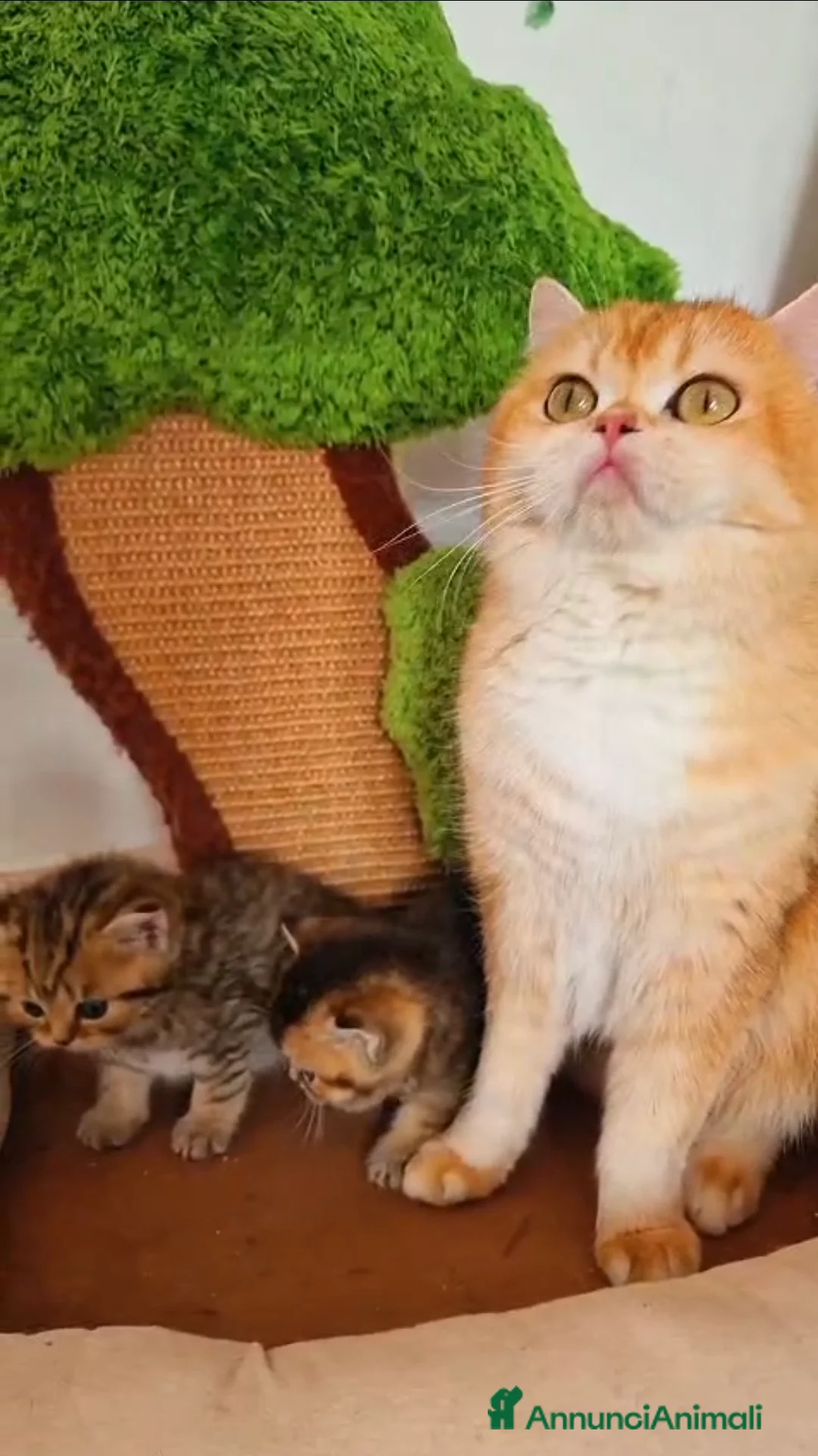 British gatti in vendita: British Shorthair  - Annuncio 2