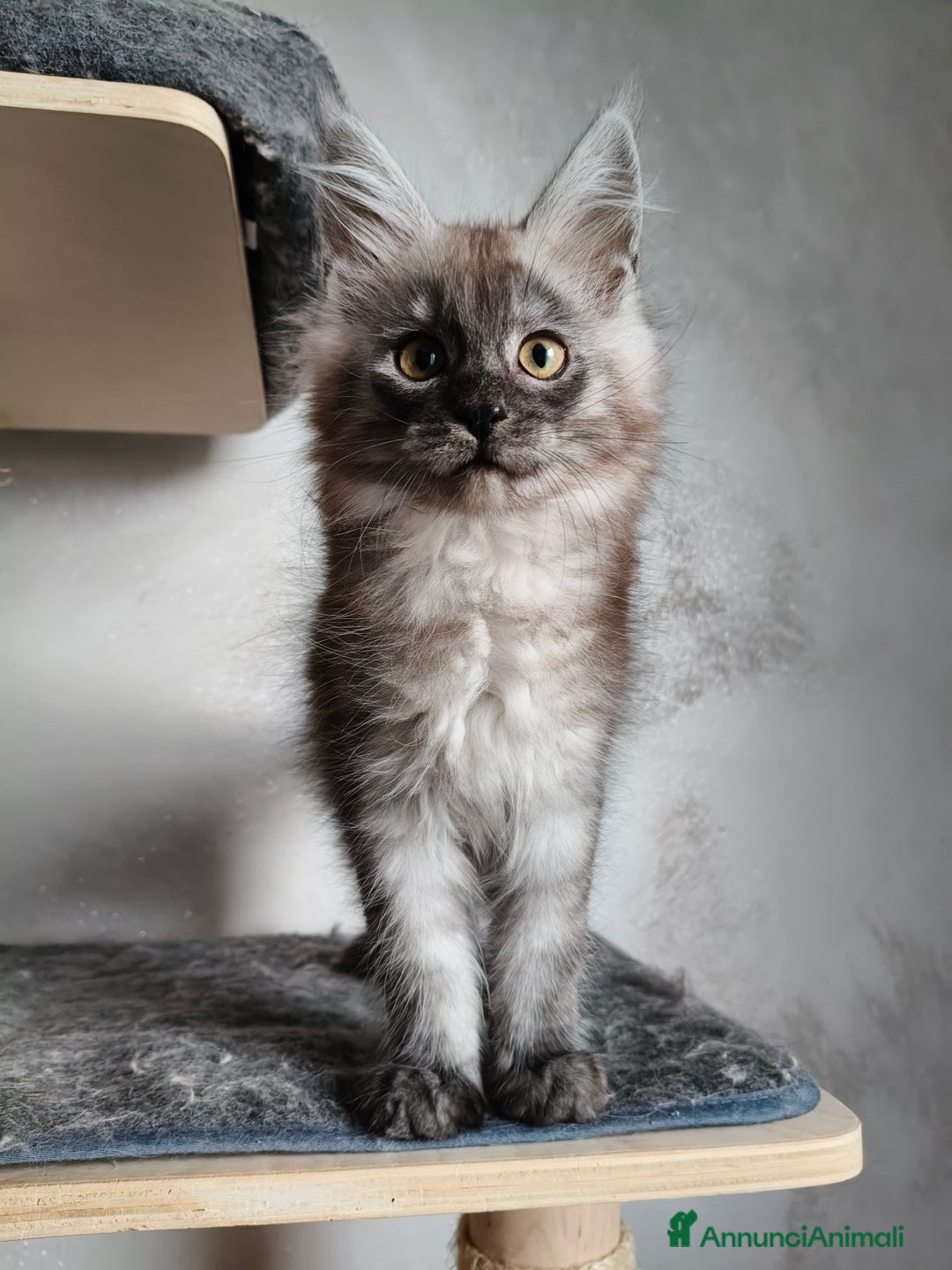 Maine Coon gatti in vendita: Maine Coon femmina black smoke  - Annuncio 6