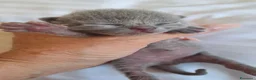 Certosino gatti in vendita: Gattini Certosini - Annuncio 3