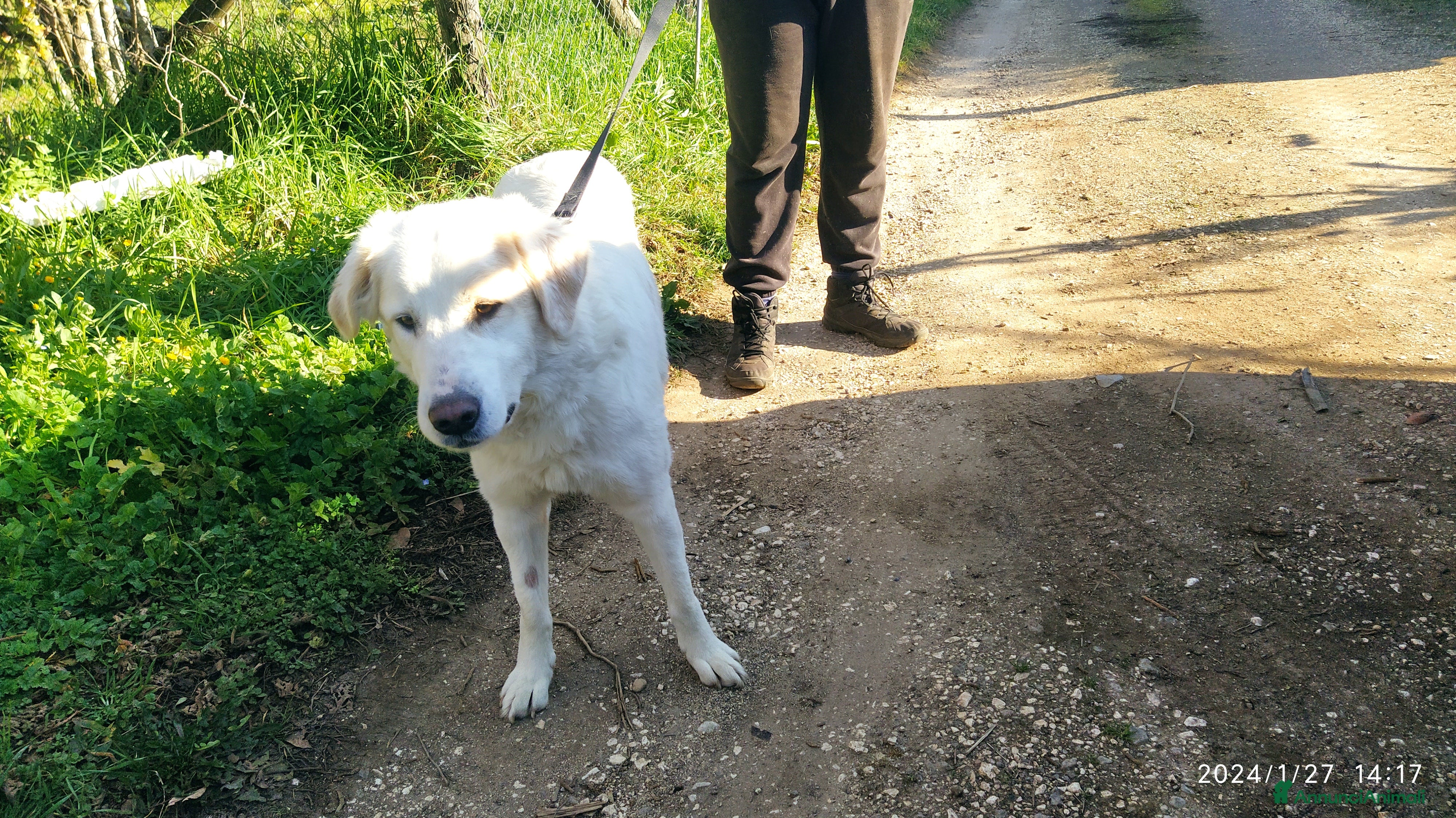 Pastore Maremmano cani Meravigliosa Delia a Provincia di Viterbo - Annuncio 2