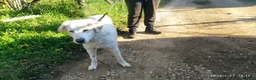 Pastore Maremmano cani in regalo: Meravigliosa Delia a Provincia di Viterbo - Annuncio 2