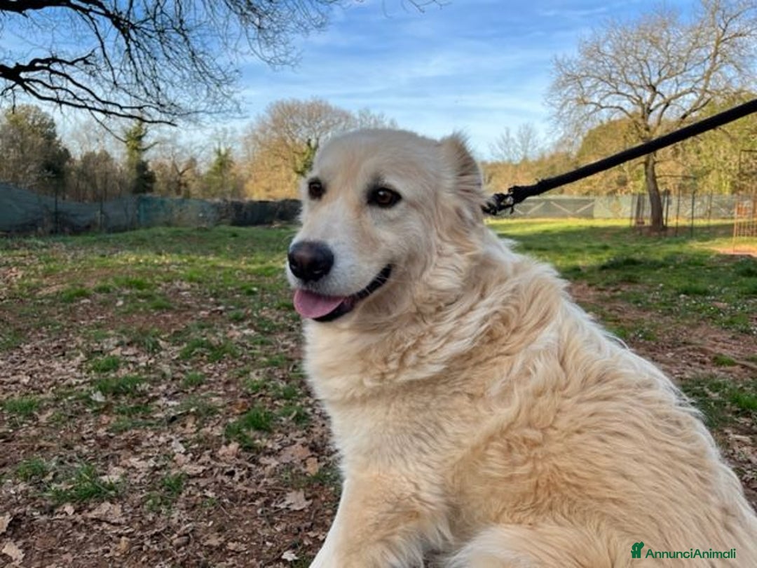 Meticcio cani in regalo: VANIGLIA 5anni  bella dolcissima timidina - Annuncio 4