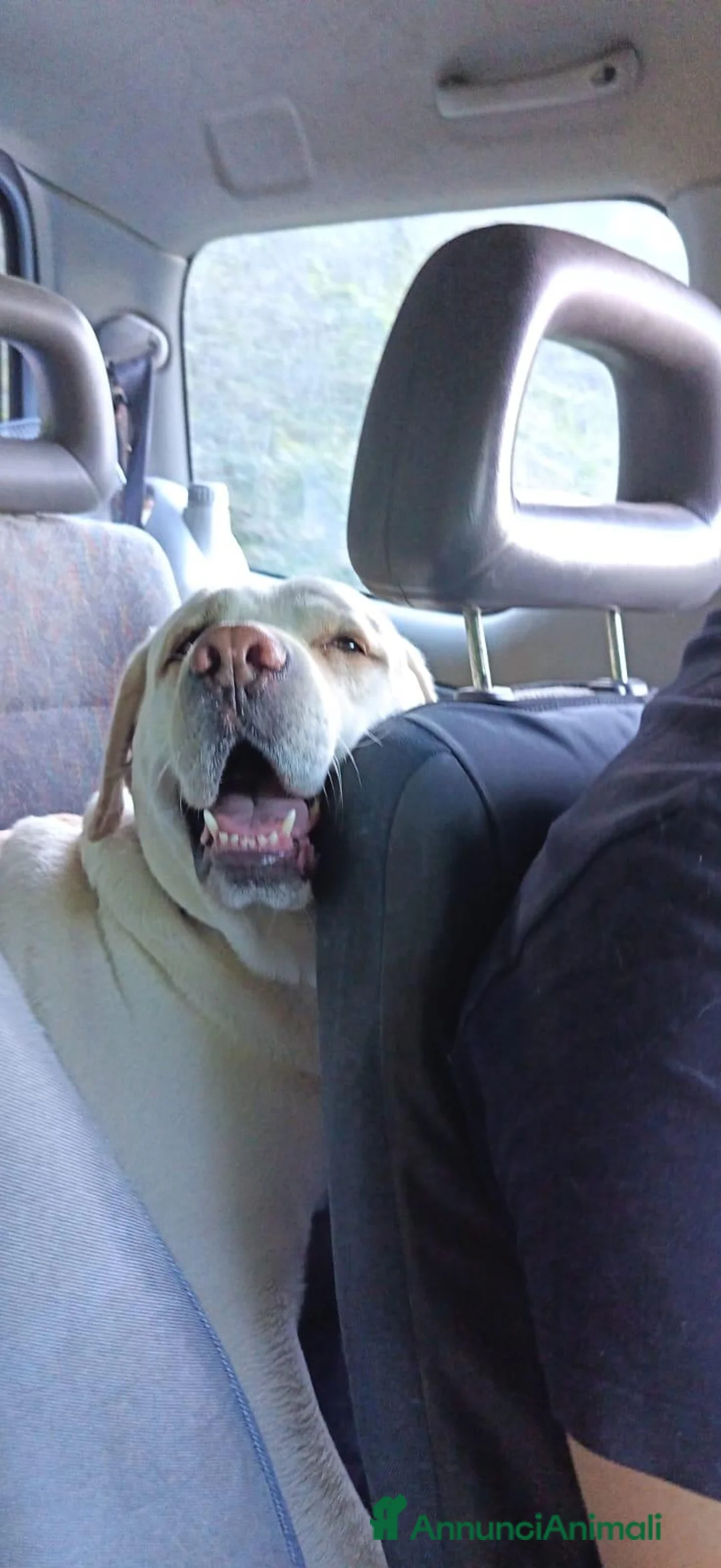 Labrador cani per accoppiamento: Labrador maschio per accoppiamento - Annuncio 2